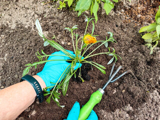 Gardener planting vibrant flower in rich soil, using gardening tools and wearing protective gloves, showcasing the beauty of nature and the joy of gardening
