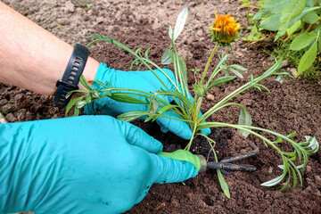Hands wearing blue gloves are carefully planting a young green plant in rich soil, surrounded by vibrant flowers and lush greenery, showcasing gardening techniques and nurturing nature