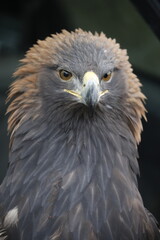 The Central Asian golden eagle is one of the largest representatives of its species.	