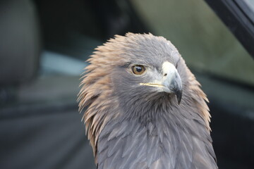 Obraz premium The Central Asian golden eagle is one of the largest representatives of its species. 