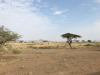 A dramatic yet serene African landscape with dry brown earth, green grasses, a lone acacia tree, and a clear blue sky, capturing the timeless beauty of the savanna