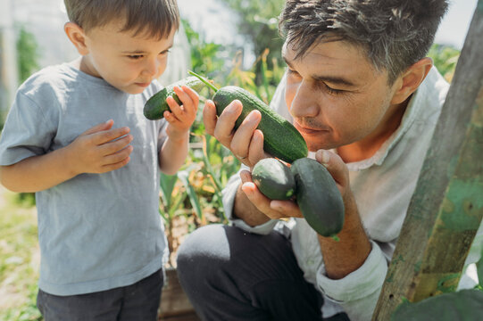 Farmer with son smelling fresh cucumber in vegetable garden