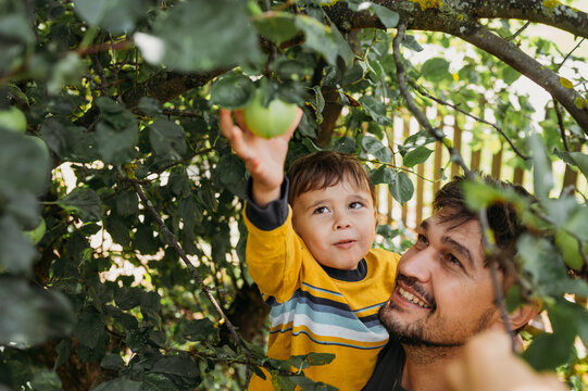 Boy with father picking apple in garden