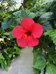 Hibiscus flower in the greenhouse