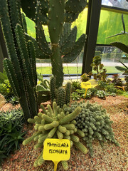 Cacti growing in a greenhouse