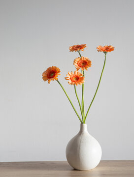 orange gerber in vase on background white wall