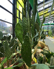 Cacti growing in a greenhouse