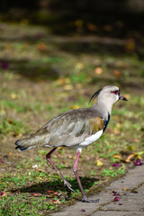 Southern Lapwing walking on grass with vibrant plumage and red eyes