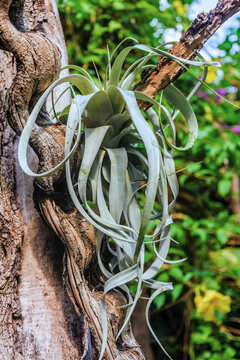 Tillandsia Pflanze w&auml;chst auf einer Astgabel am Baumstamm