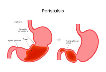 Peristalsis Process of Food Movement Through the Digestive System