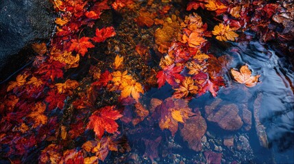 Autumn leaves in shallow creek