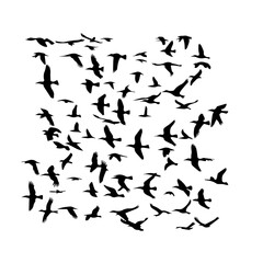  Flock of Flying Birds Silhouette


