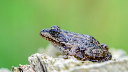 Young Lowland frog on the stump of a tree in a forest. Pelophylax ridibundus, Touraine, Indre et Loire 37, région Centre Val de Loire, France, European Union, Europe