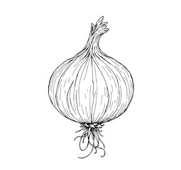 Detailed Line Art Illustration of a Single Onion with Roots, Elegant Botanical Sketch for Cookbook, Menu, or Farm-to-Table Branding
