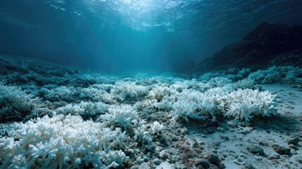 Obraz premium Bleached coral reef underwater. Sunlight streams through water
