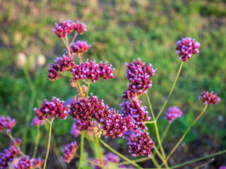 Purple verbena bonariensis flowers blooming in a field, captured in warm evening light with a soft green background.