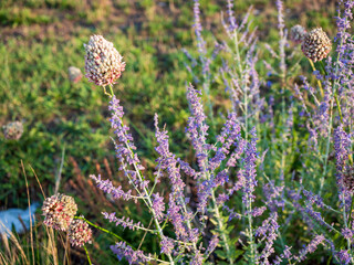 Close view of blooming Russian sage (Perovskia) with wild allium seed heads in a sunny meadow, showing soft purple flowers and natural texture.
