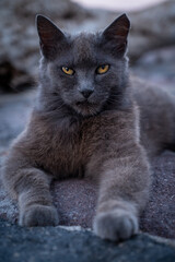 an old gray cat