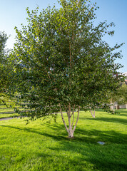 Young birch trees growing in a modern city park in the Nivy district of Bratislava, Slovakia. Green...