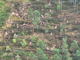 Forest after tornado in Regenstauf, Bavaria, Germany, July 27, 2024. Trees are uprooted and broken.