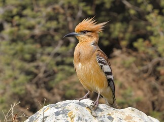 Hoopoe Bird Perched on a Rock, Crest Raised
