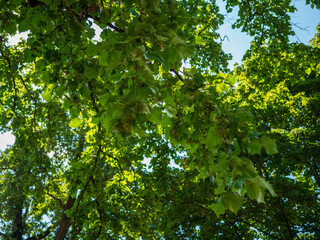 Green hazel tree branches with leaves and nuts in sunlight, captured from below on a clear summer day in a forest.