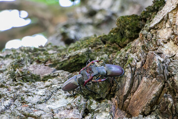 Male stag beetles fighting on an oak tree. Lucanus cervus