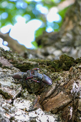 Male stag beetles fighting on an oak tree. Lucanus cervus