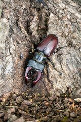 Male stag beetle. Stag beetle on an old oak tree drinking its sap. Lucanus cervus
