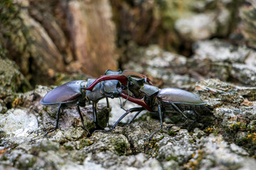 Male stag beetles fighting on an oak tree. Lucanus cervus