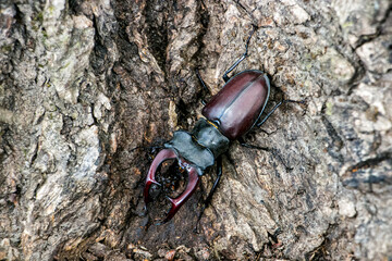 Male stag beetle. Stag beetle on an old oak tree drinking its sap. Lucanus cervus