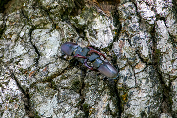 Male stag beetles fighting on an oak tree. Lucanus cervus