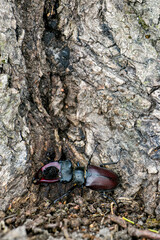 Male stag beetle. Stag beetle on an old oak tree drinking its sap. Lucanus cervus