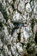 Male stag beetles fighting on an oak tree. Lucanus cervus