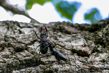 Male stag beetles fighting on an oak tree. Lucanus cervus