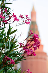 Street pink flowers against the backdrop of the Kremlin.