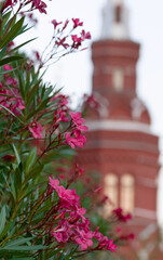 Street pink flowers against the backdrop of the Kremlin.
