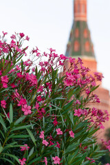 Street pink flowers against the backdrop of the Kremlin.