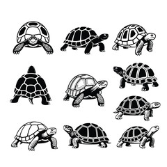 Tortoise Collection Black White Illustrations turtle