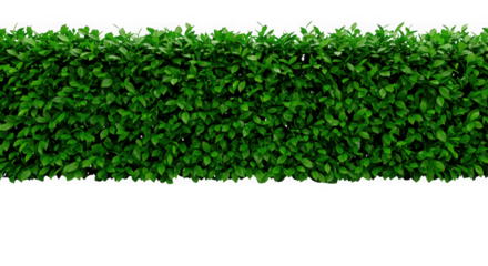 Natural Green Plant Wall for Eco Design

