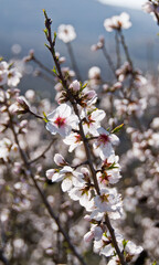 White, abundant almond blossoms in full flower at the height of spring in Israel.