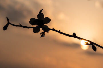 A single almond blossom flower blooms on a branch along with multiple new, flower buds at twilight...