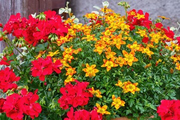 Yellow Bidens ferulifolia and red Geranium - garden inspiration for potted plants.