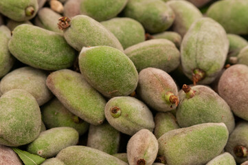 Raw, green almond nuts in their soft fuzzy shells following the fall harvest.