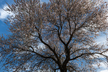 Wild almond trees in full flower blossom at the height of spring on a hillside in the mountains of Israel.