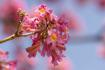 Cachos de flores em ipê rosa, com foco restrito e céu azul ao fundo.