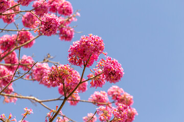 Galhos de ipê rosa com muitos cachos de flores, com céu azul ao fundo.