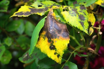 Diplocarpon rosae, rose black spot disease