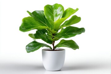Healthy fiddle leaf fig plant in a white pot isolated on white background