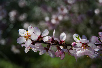 Pink, pastel almond blossoms in full flower at the height of spring in Israel.